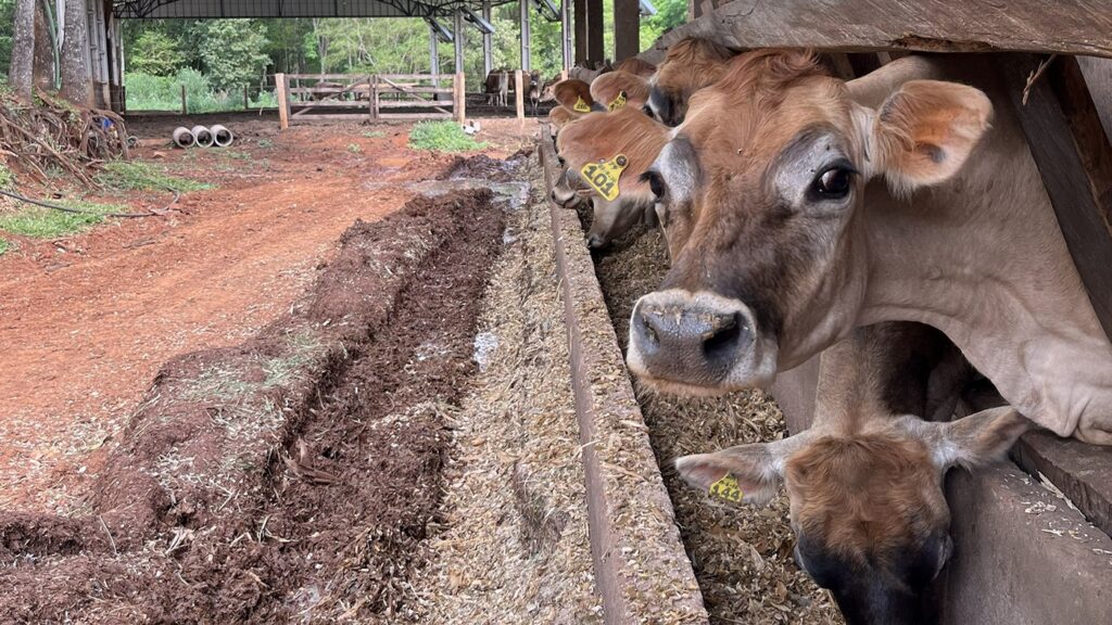 Imagem de capa sobre tecnologia e nutrição animal no campo.