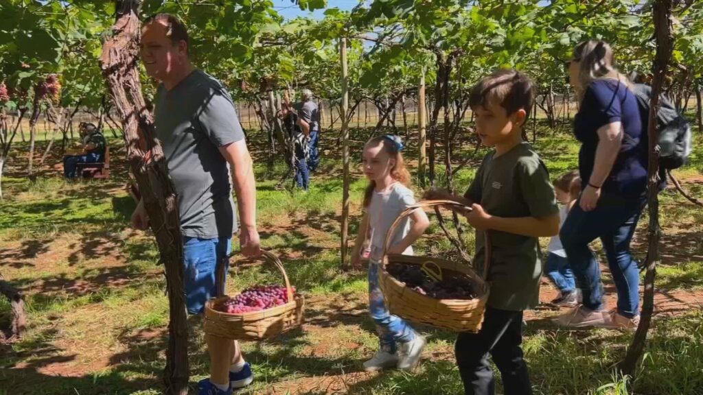 Plantação usada para turismo rural na região de Jales e Urânia, no interior de São Paulo.