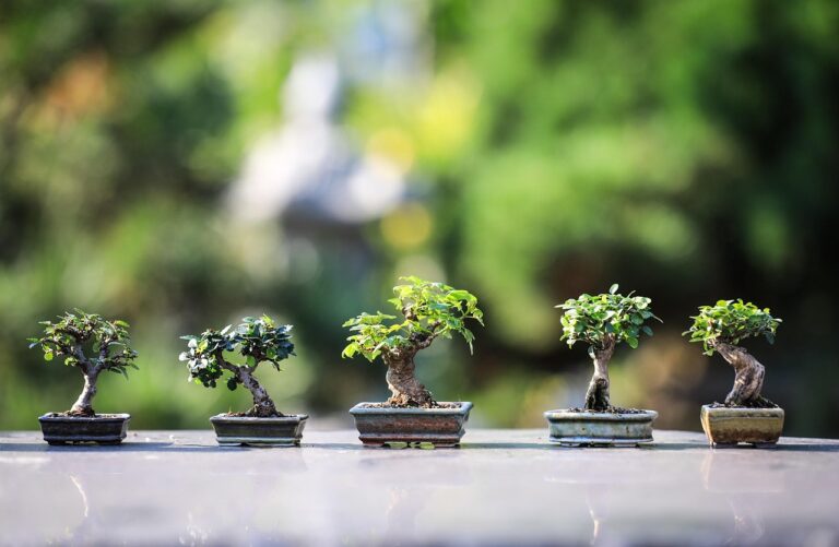 Imagem ilustrativa de bonsai em exposição, tema do FELAB Brasil 2026 em Curitiba