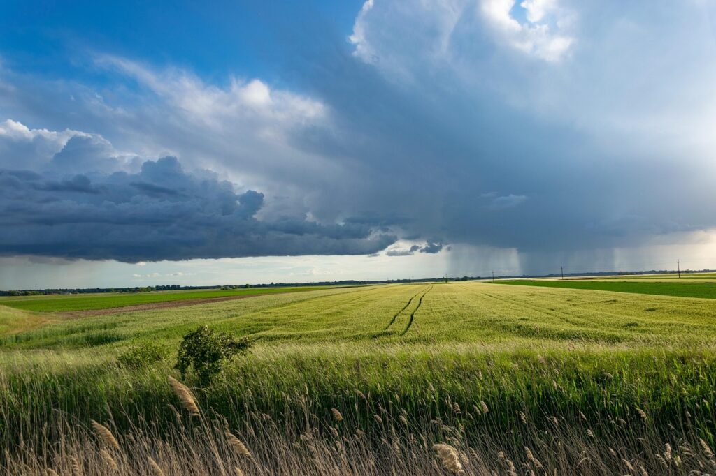 Plantação de trigo sob chuva, imagem ilustrativa de lavouras de inverno no Sul