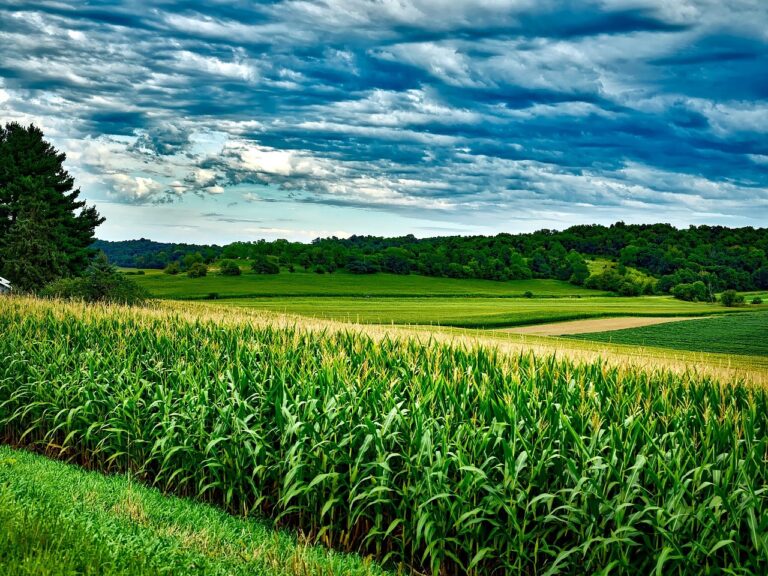 Lavoura de milho em primeiro plano, com campos verdes e mata ao fundo sob céu nublado